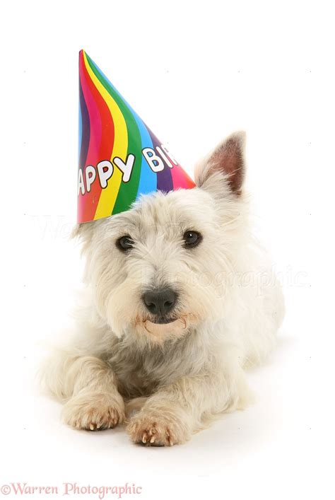 westie birthday